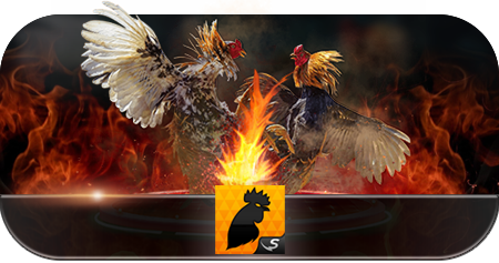 Sabung Ayam